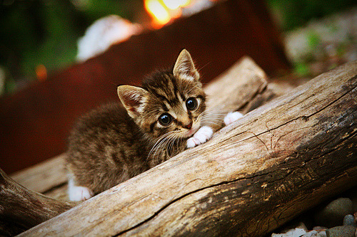 当足球遇上涡轮增压,福登闪耀贝拉斯托街道赛