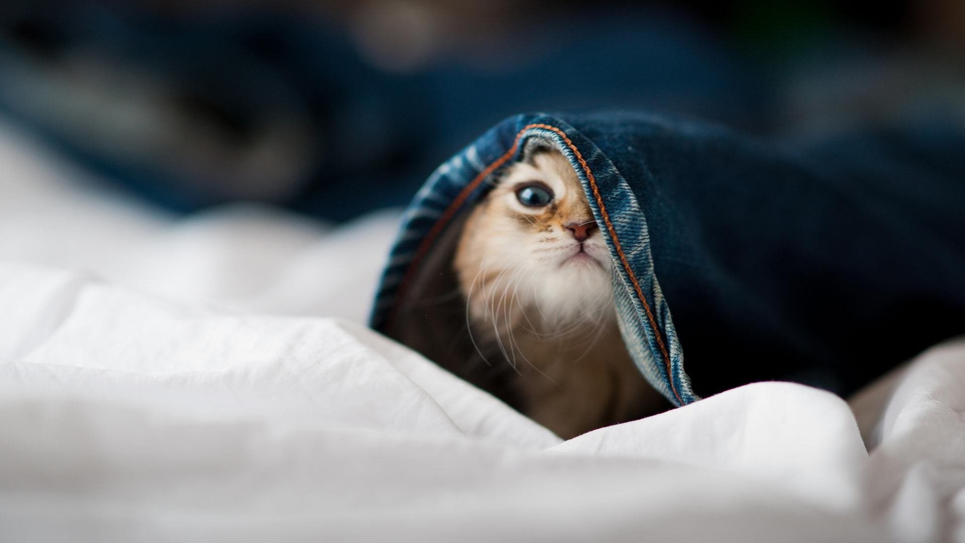 精密仪器碾碎南美狂想曲,莱万重剑无锋终结乌拉圭