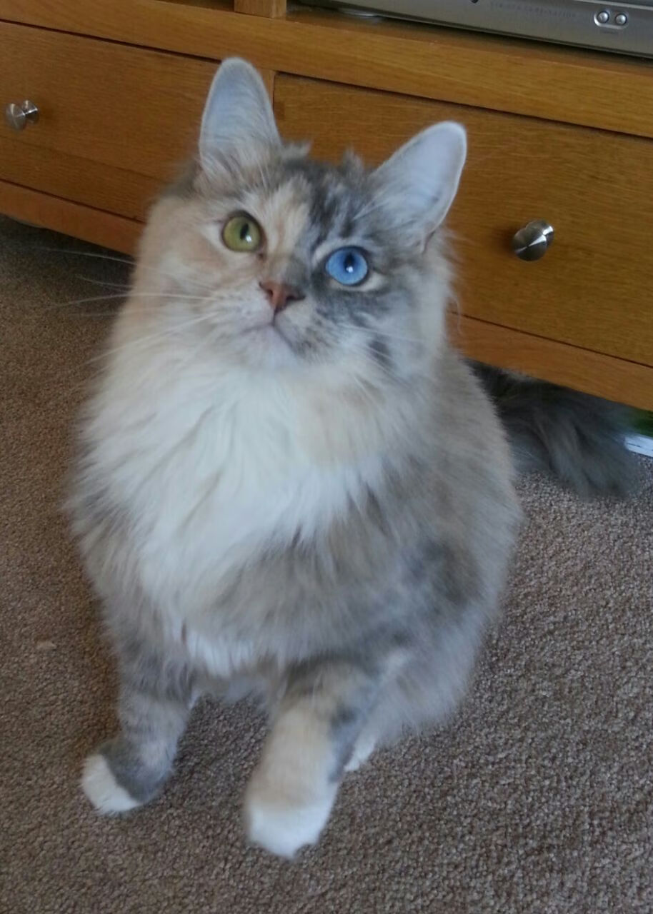 新蓝图下的终极拼图，美国战术体系如何重塑利物浦，凯恩缘何成为关键先生