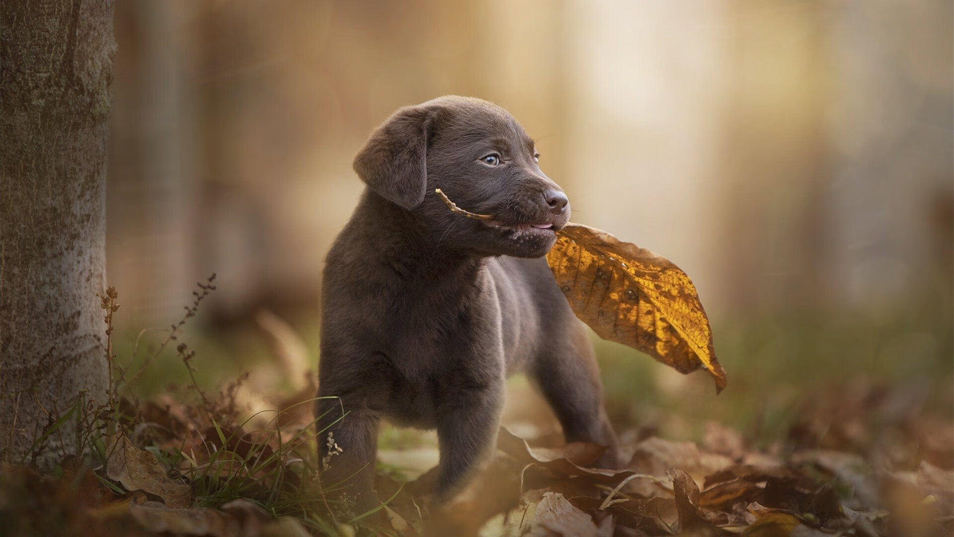 末节狂飙19分！莫兰特以匪徒姿态撕裂老鹰，篮网决胜局背后的沉默英雄