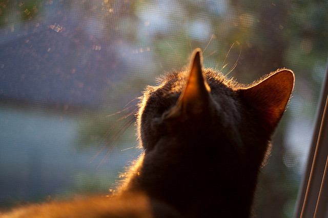 北欧寒夜，巴西利刃，罗德里戈一剑封喉，巴萨收割瑞典