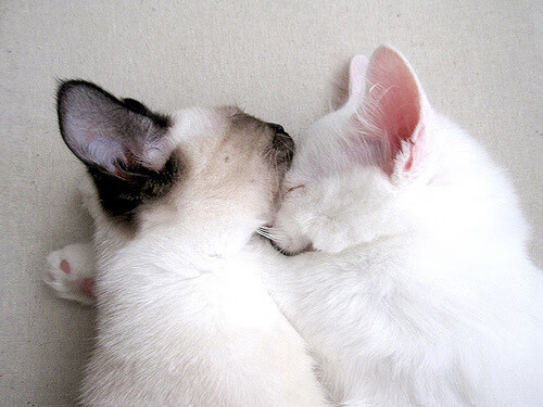 冰与火的较量，当独行侠防线在米切尔的烈焰前融化