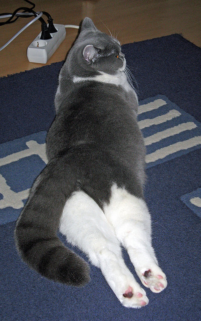 今朝火力压雄鹿，明日星辰耀世界，从波特兰到马尼拉，范弗利特的双重征服