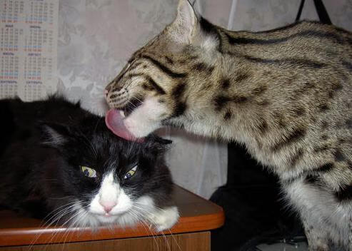 红黑浪潮席卷东方，当AC米兰风暴冲垮中国足球的天蓝幕布