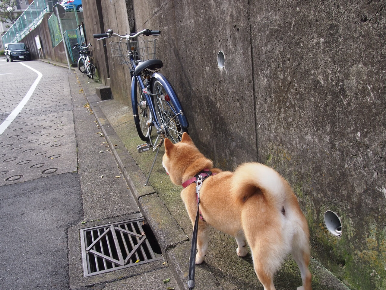 体育双线焦点,意甲激战扣人心弦,步行者狂胜热火震撼NBA