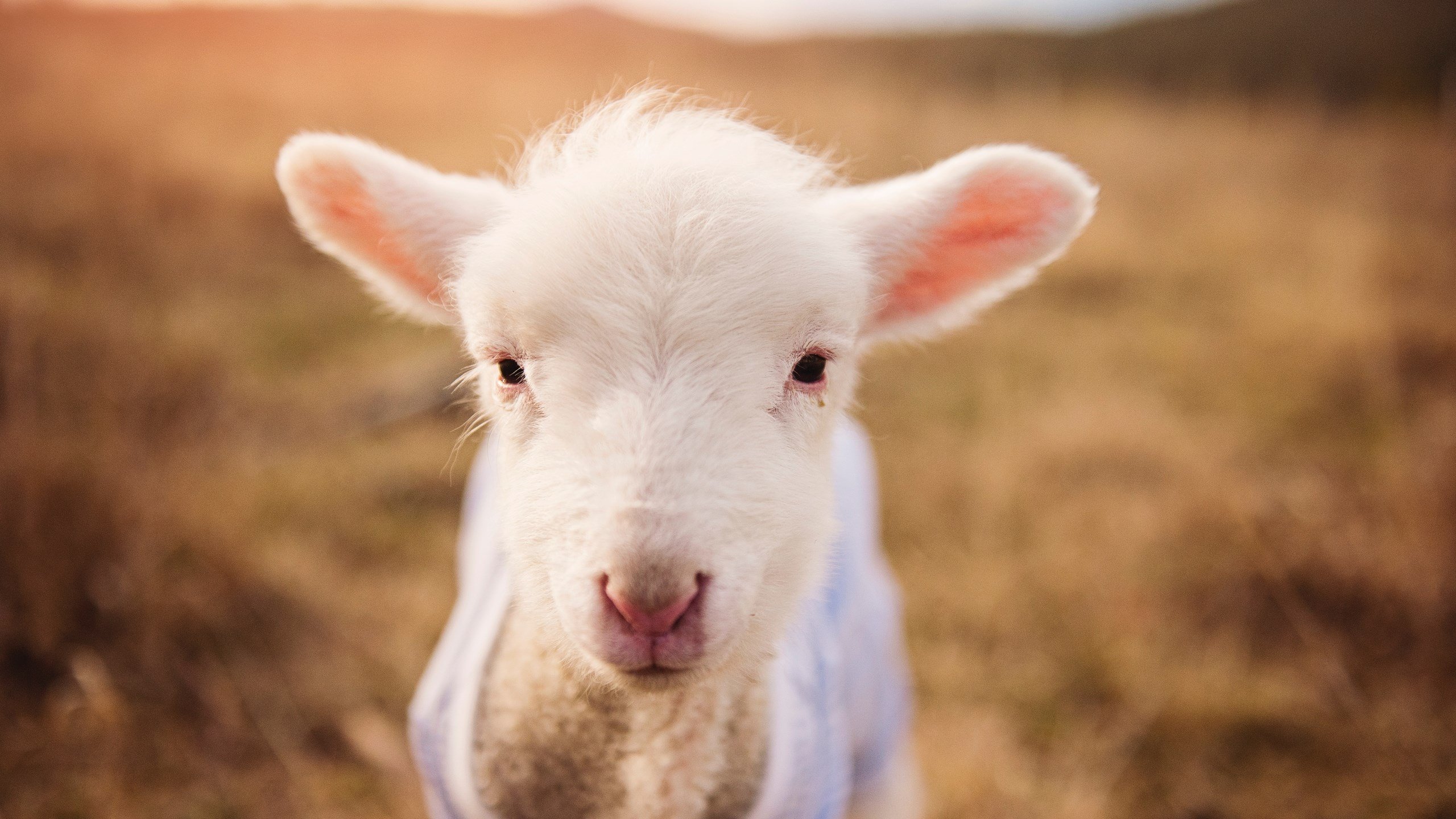 末节风暴！伦纳德独揽21分率活塞主场轻取山西