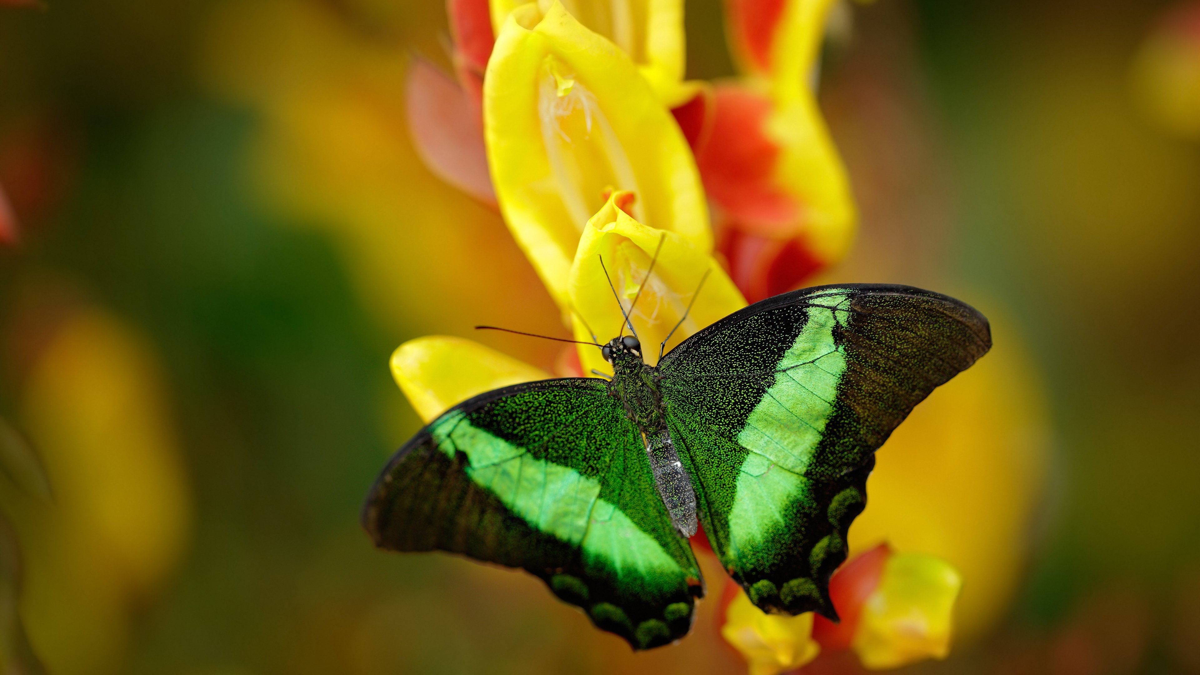开云体育登录-帕尔默的涅槃，当罚球点成为炼狱与天堂的交界