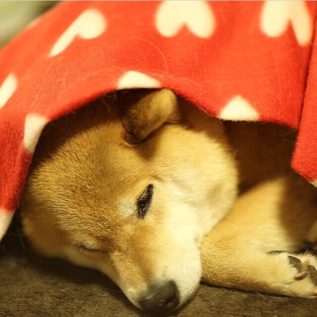 破壁者，克瓦拉茨赫利亚的爆发与米兰技术革命