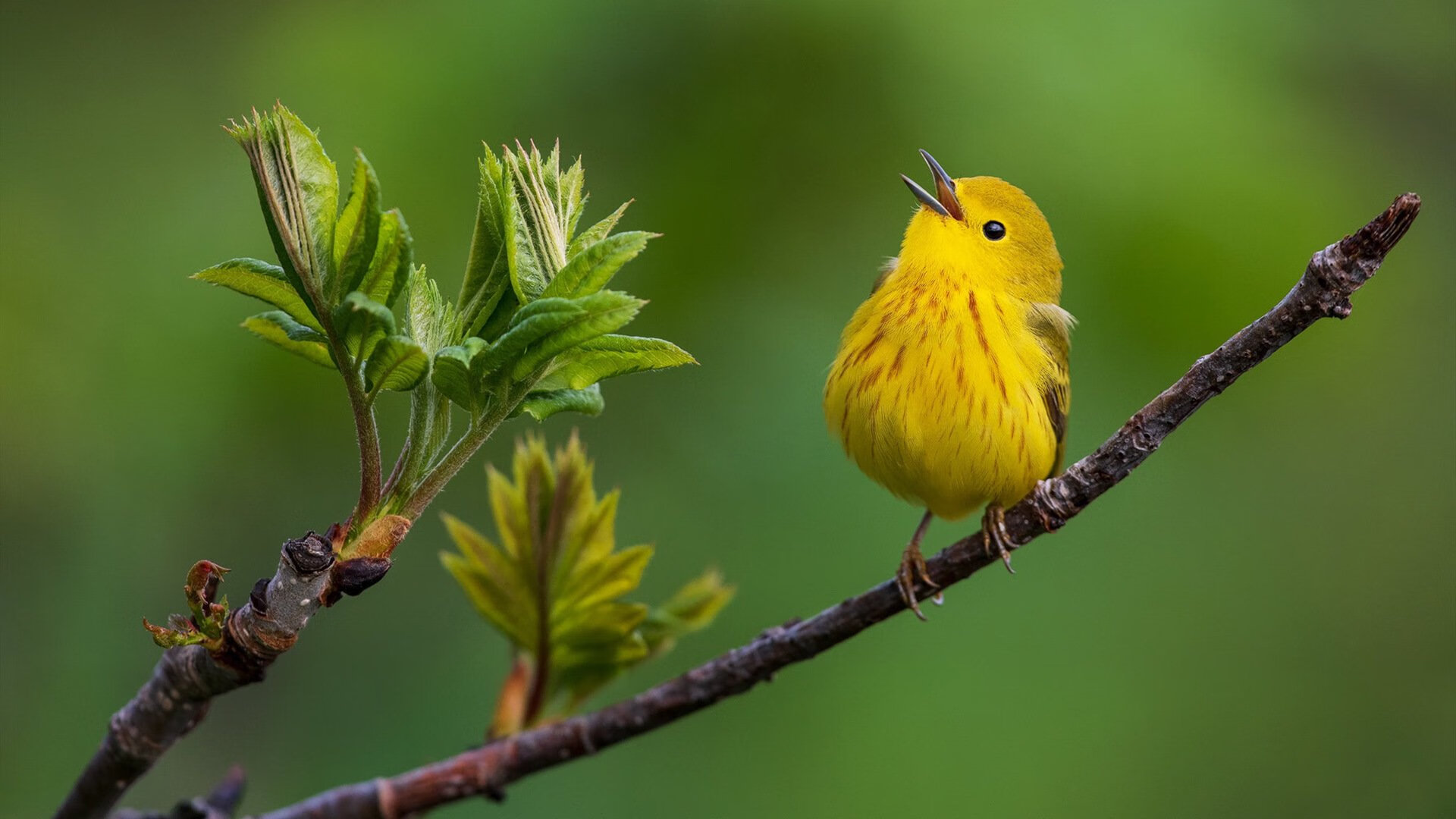 绿军逆转与哈登主宰,奥运周期下的篮球双星闪耀
